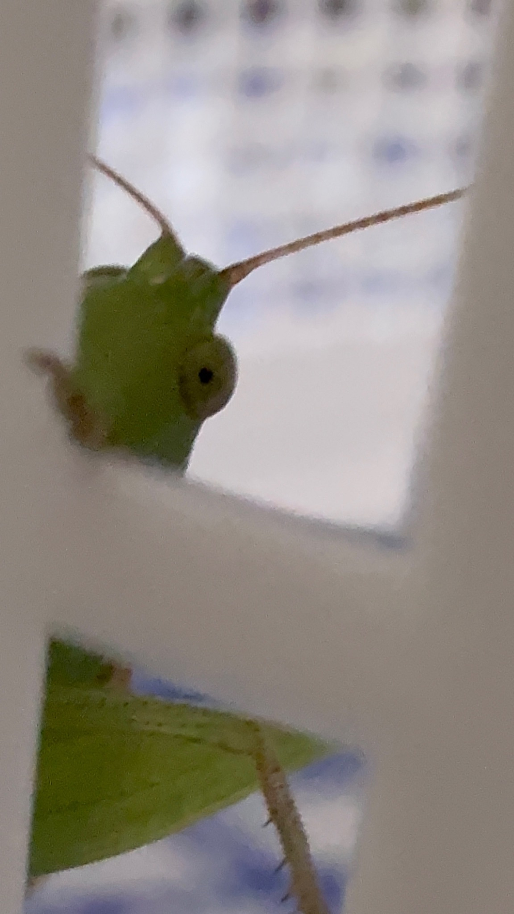 Close-up observation of a green insect