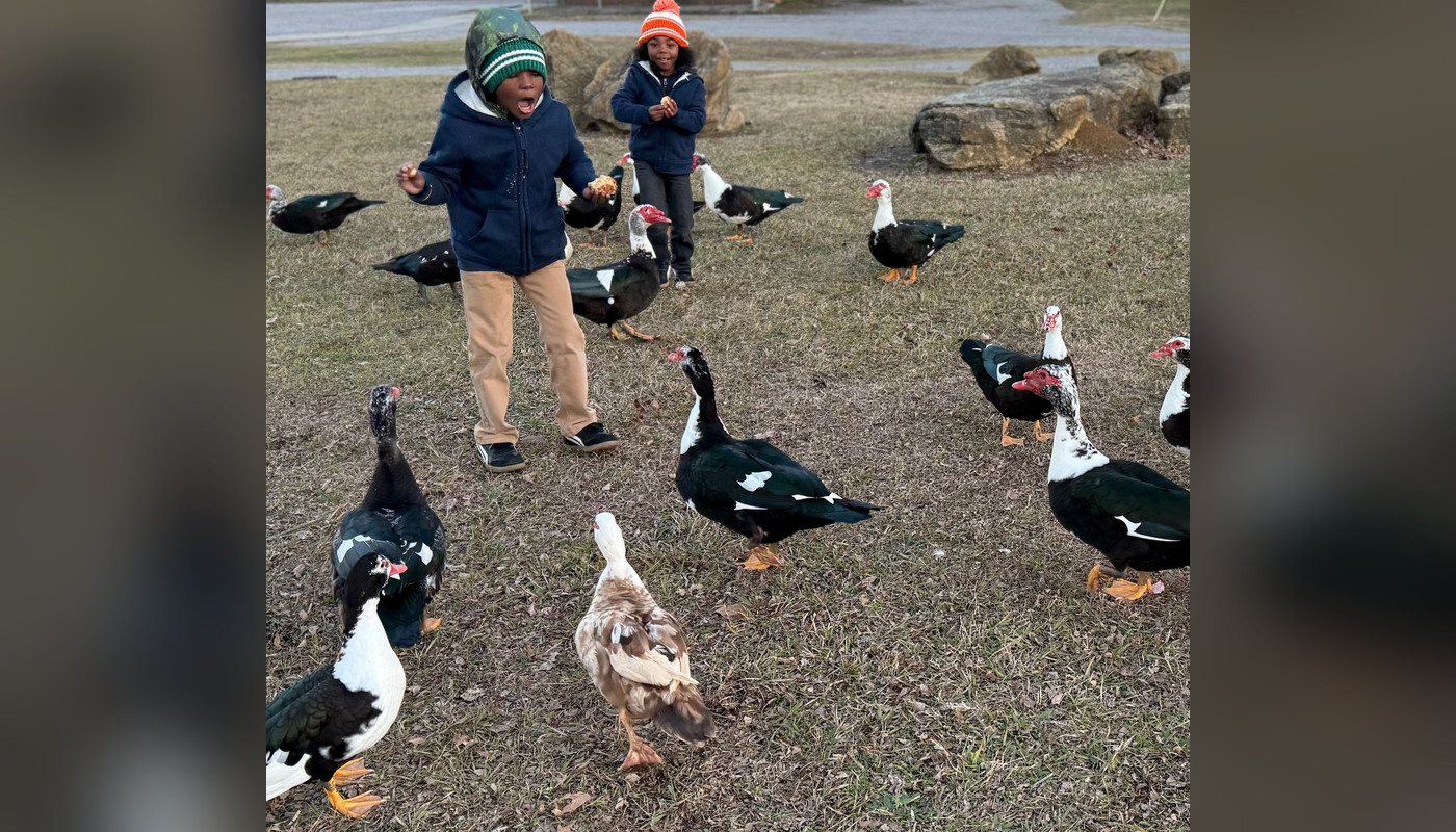 Children encountering ducks outdoors