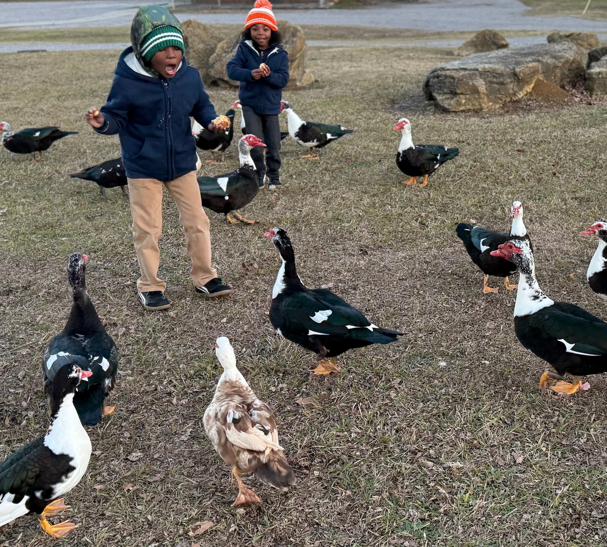 Children encountering ducks outdoors